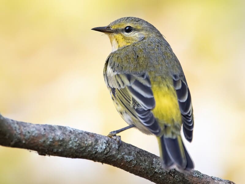 Cape May Warbler