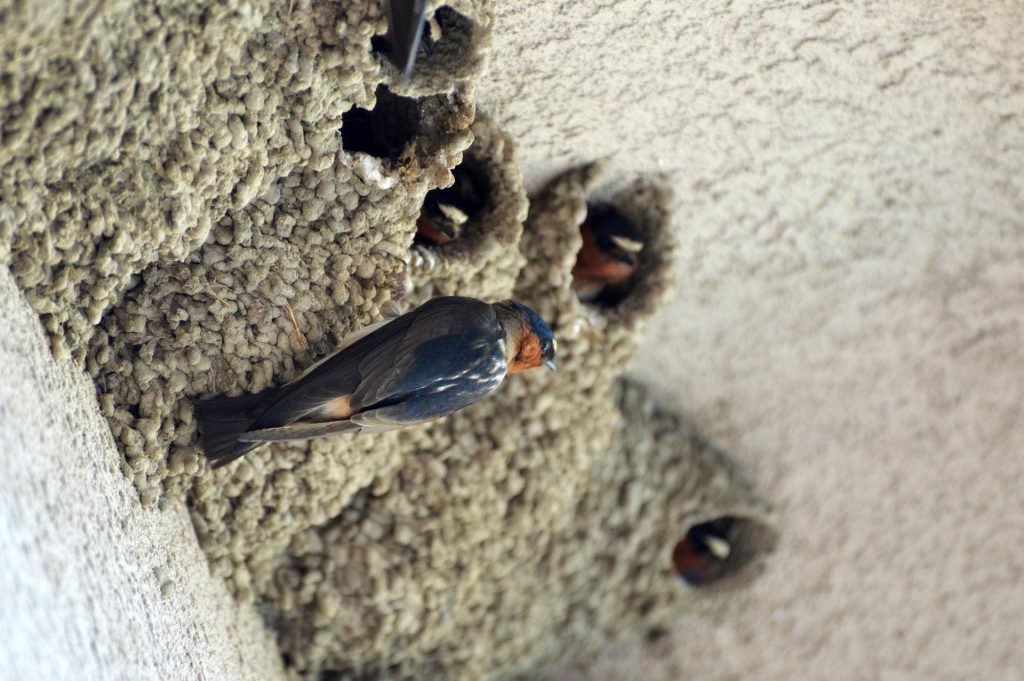 Birds That Build Mud Nests