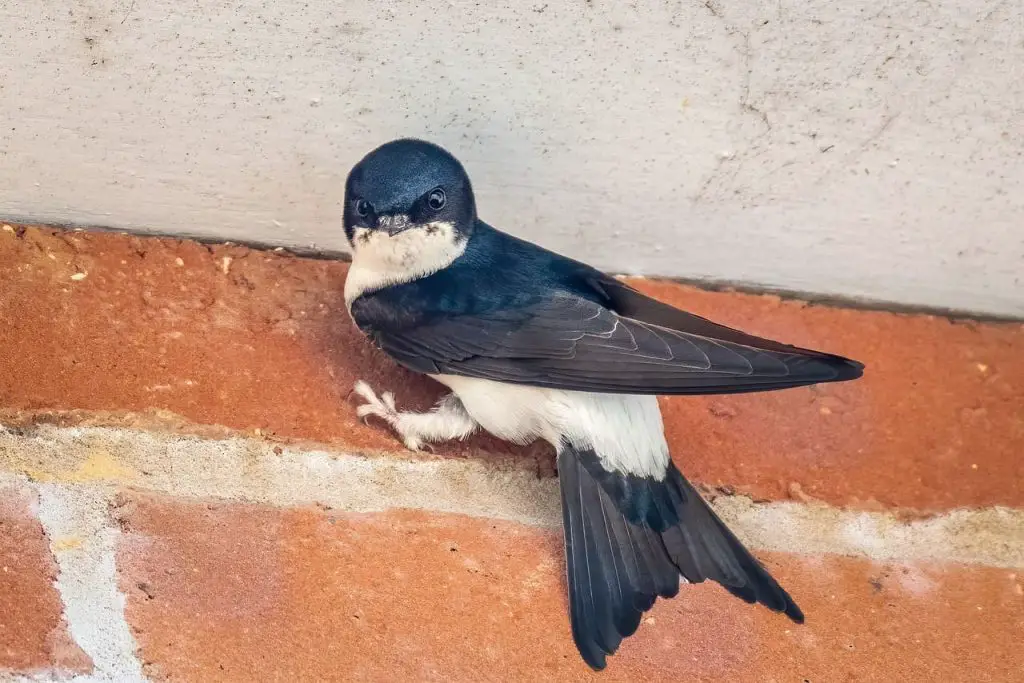 Common House Martin