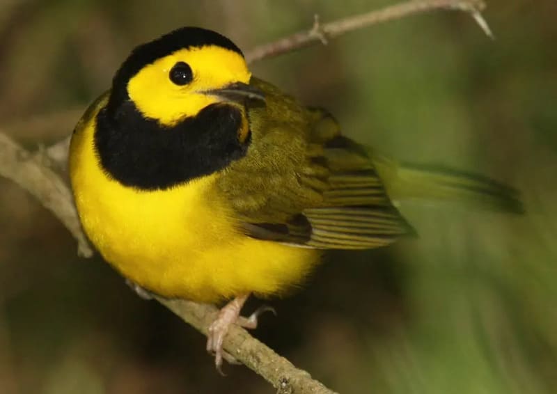 Hooded Warbler