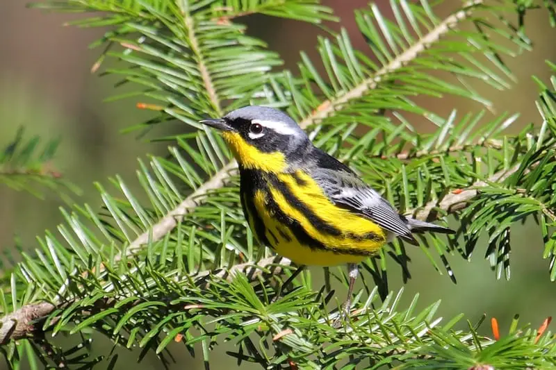 Magnolia Warbler male