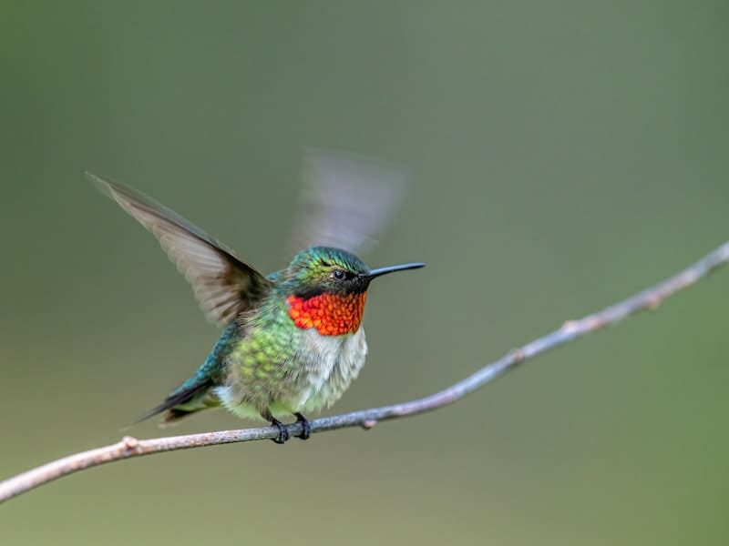 Male vs Female Hummingbird