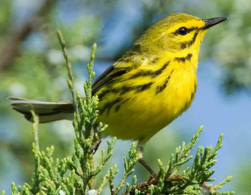 Prairie Warbler