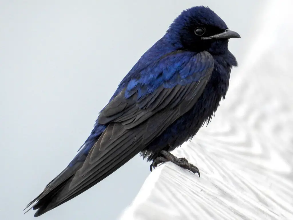 Purple Martin