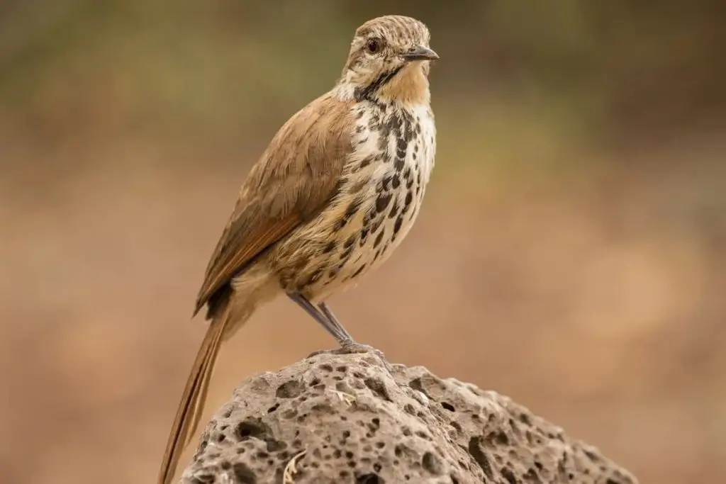 Spotted Morning Thrush