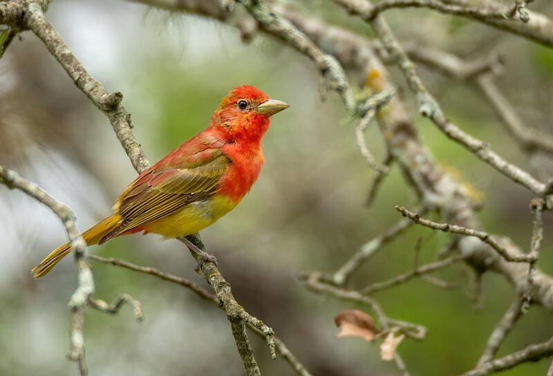 Bird With Red Head 