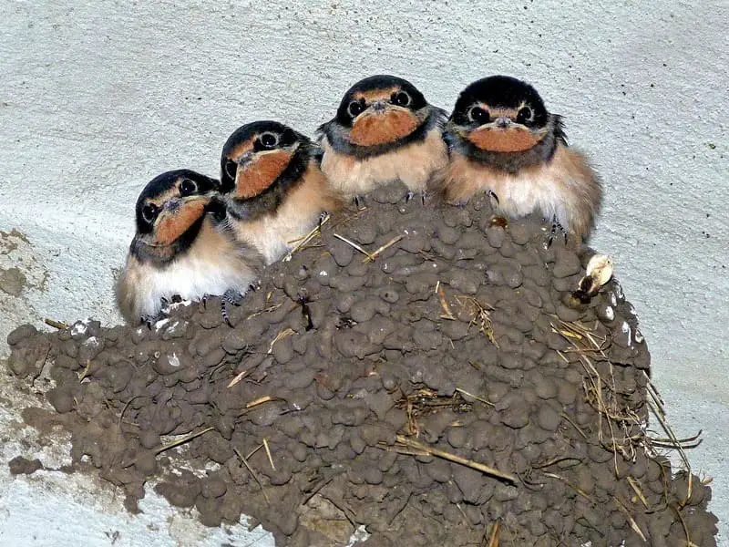 Purple Martin Mud Nest