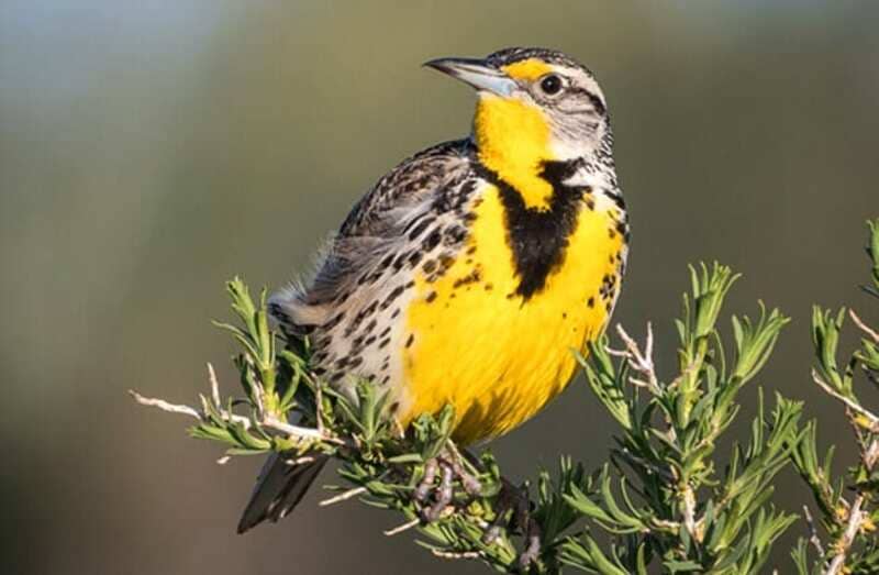 Birds With Yellow Belly 