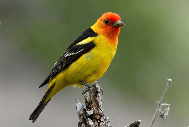 Western Tanager male