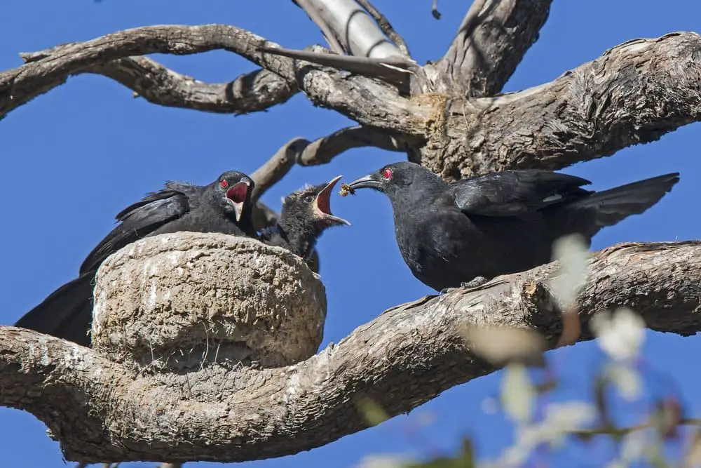 Birds That Build Mud Nests