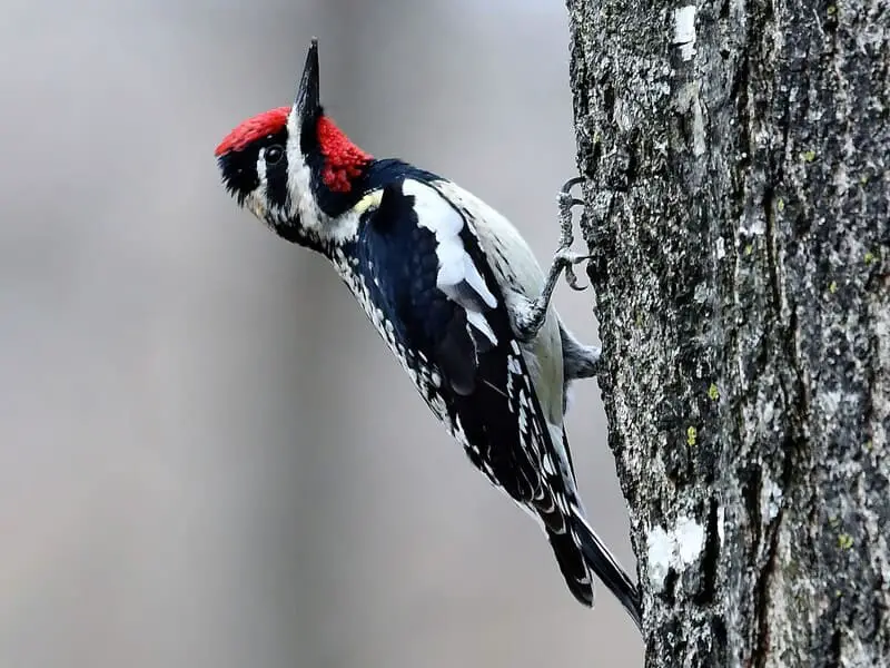 Williamson’s Sapsucker Male