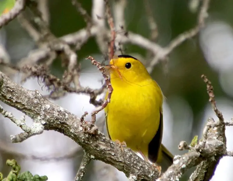 Wilson’s Warbler