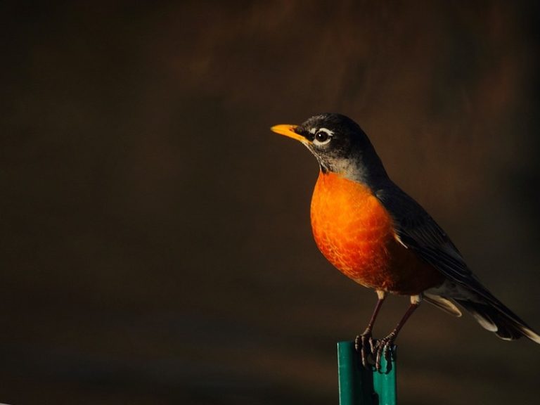 Best Bird Feeders For Robins 