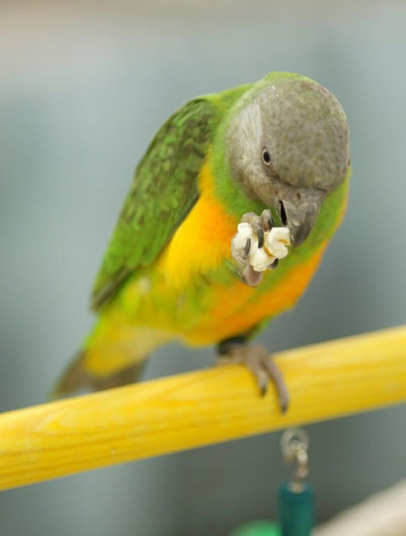 Can Birds Eat Popcorn? [Answered]