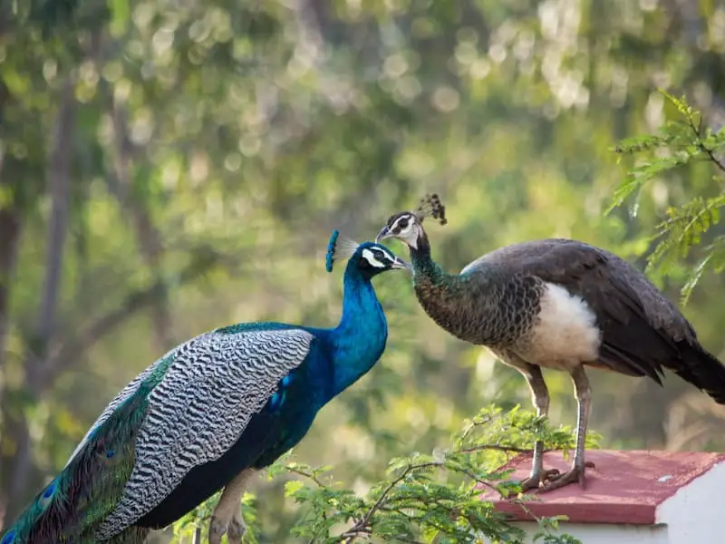 Peacocks’s