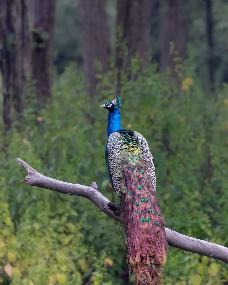 How Far Can A Peacock Fly