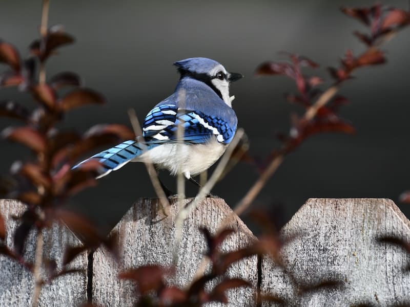 blue bird on the fence