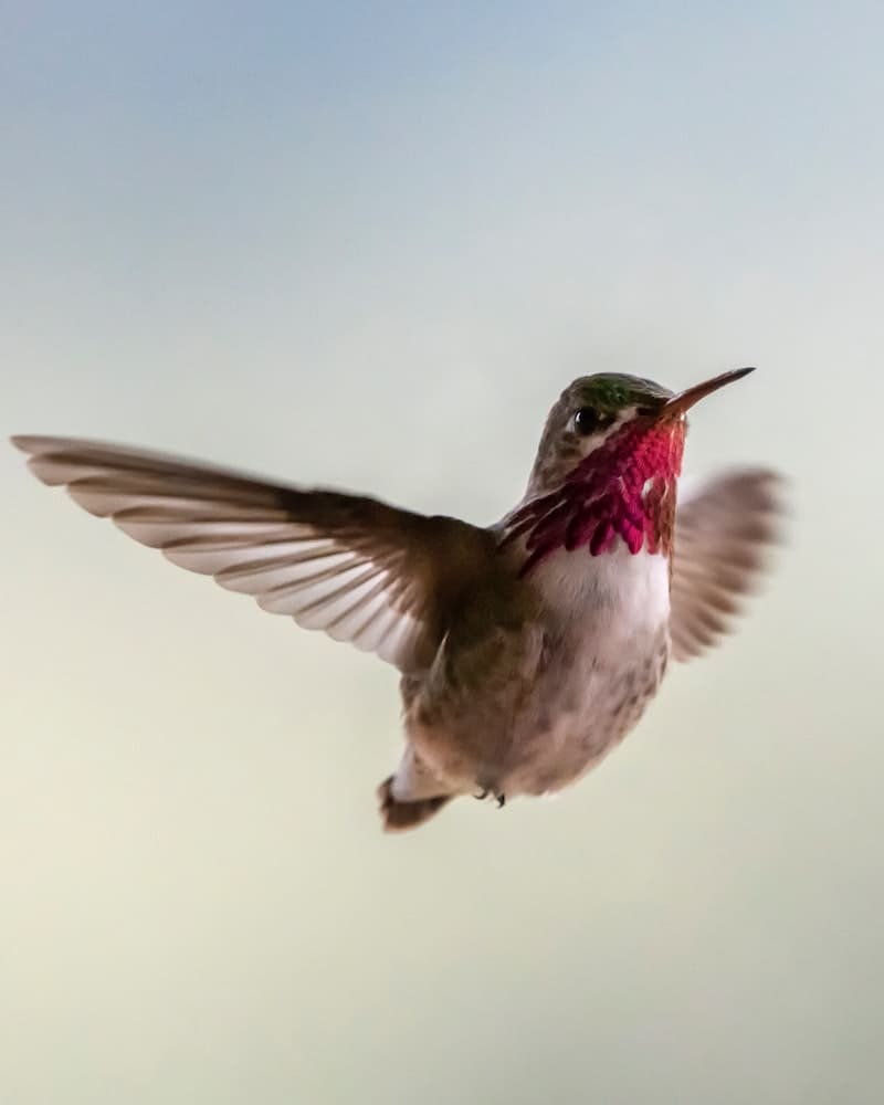 Male Hummingbirds