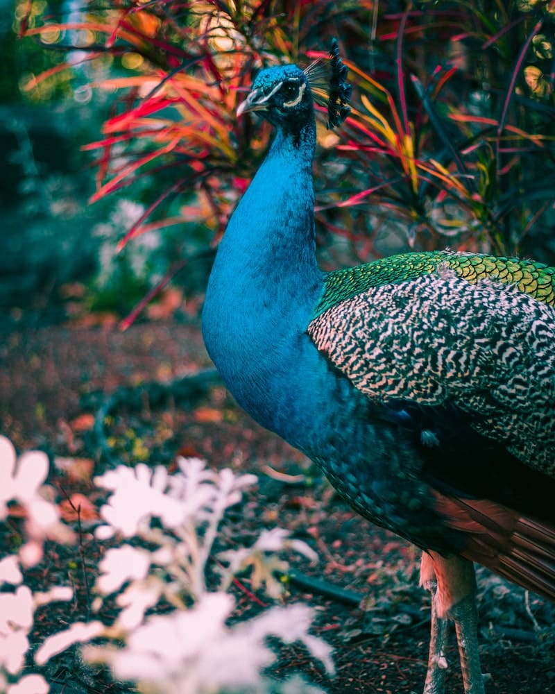 How Far Can A Peacock Fly? 