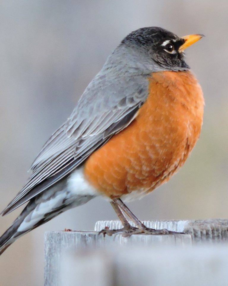 6 Best Bird Feeders For Robins [The Best Of All ]