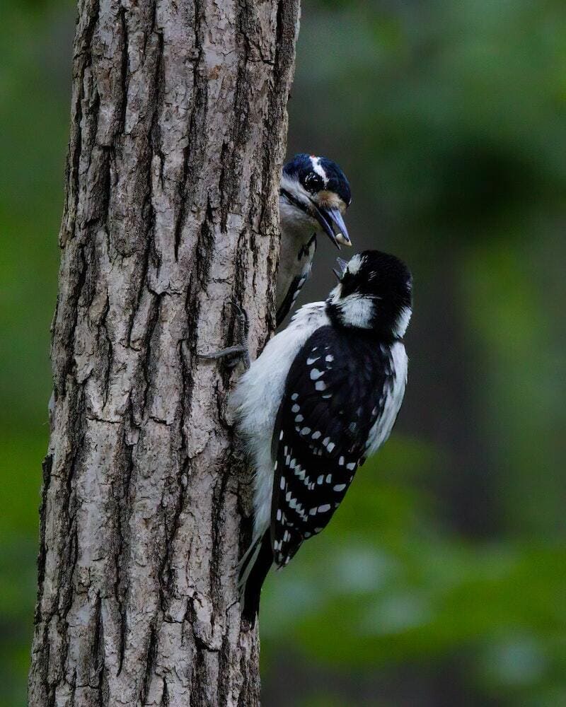 Woodpeckers In Texas