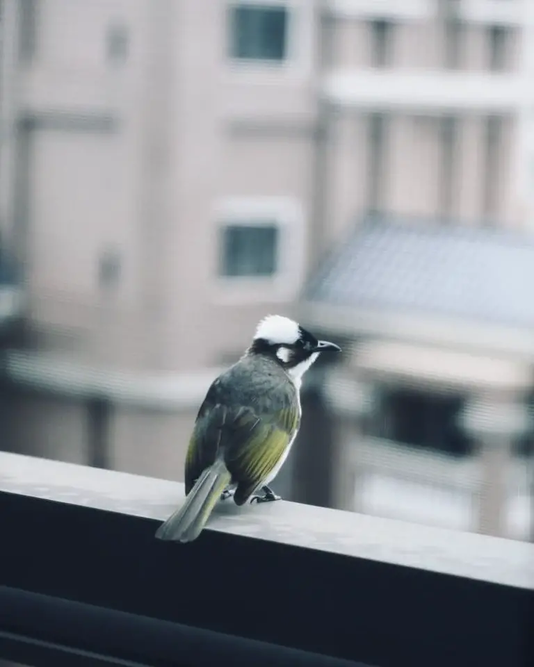 What Time Do Birds Wake Up [Surprising Facts Revealed]