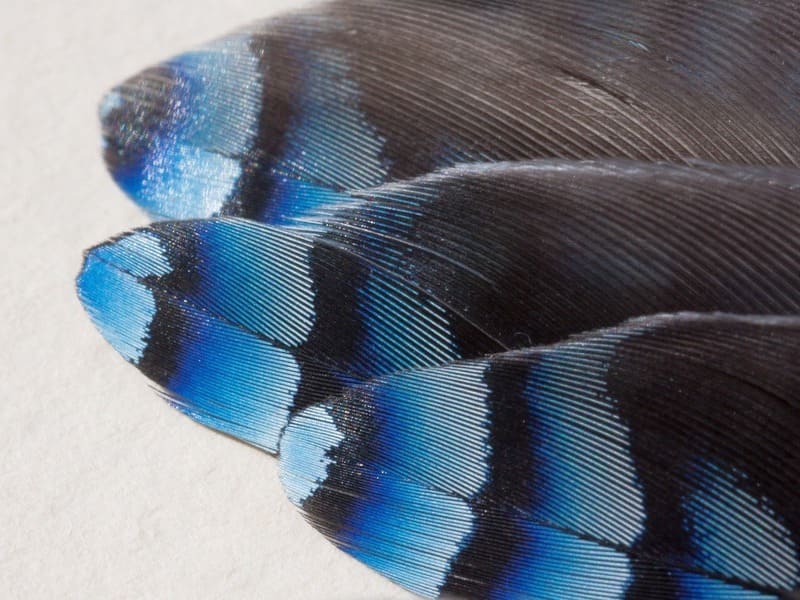 Blue Jay Feather Spiritual Meanings and Symbolism
