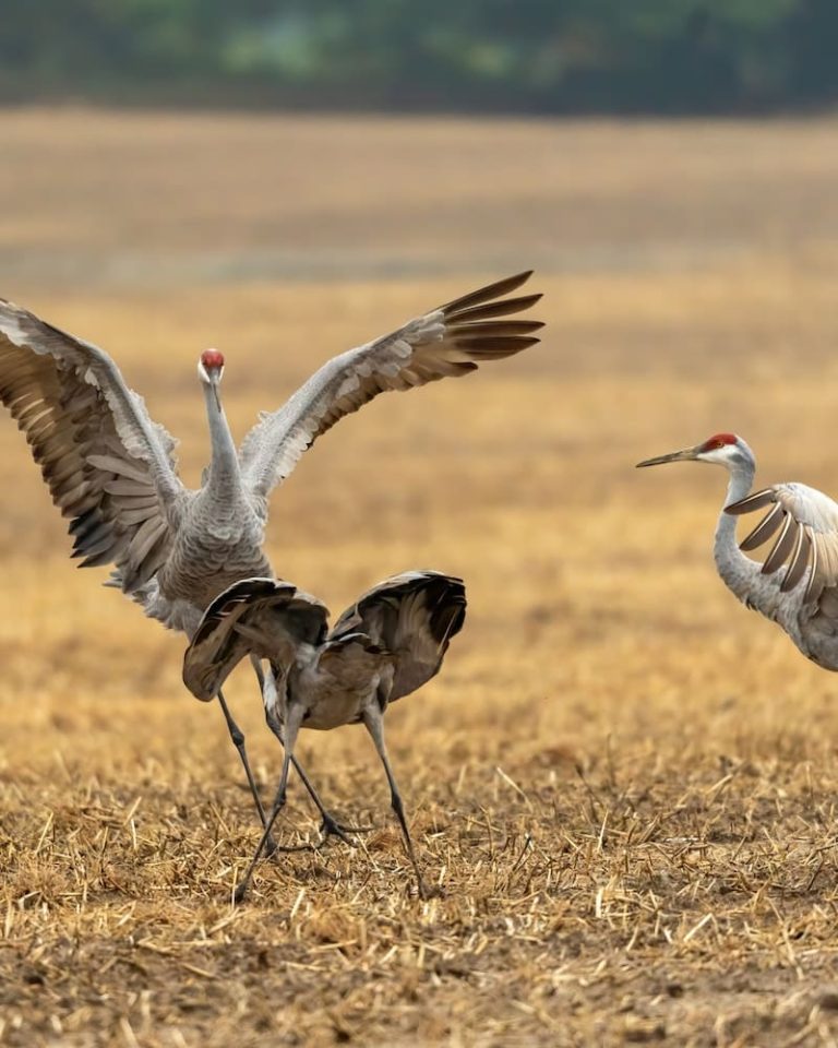 Do Sandhill Cranes Mate For Life? - Everything You Need to know