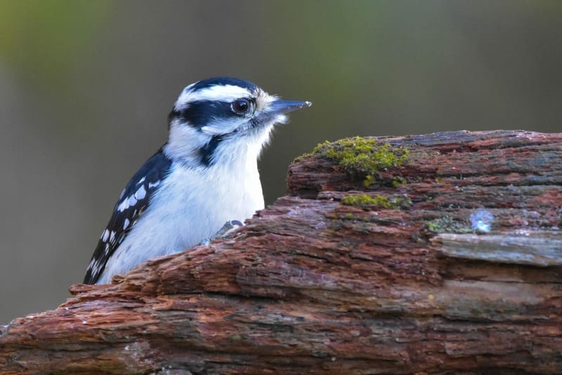 Downy Woodpecker