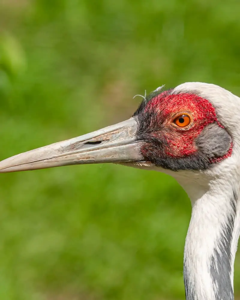 How Do Sandhill Cranes Mate