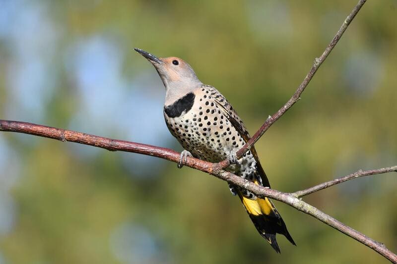 Woodpeckers In Texas