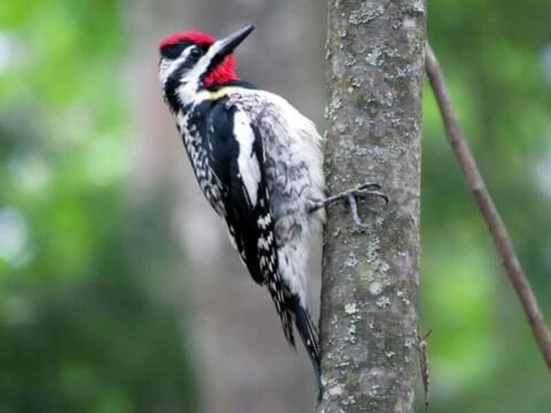 Red-cockaded Woodpecker