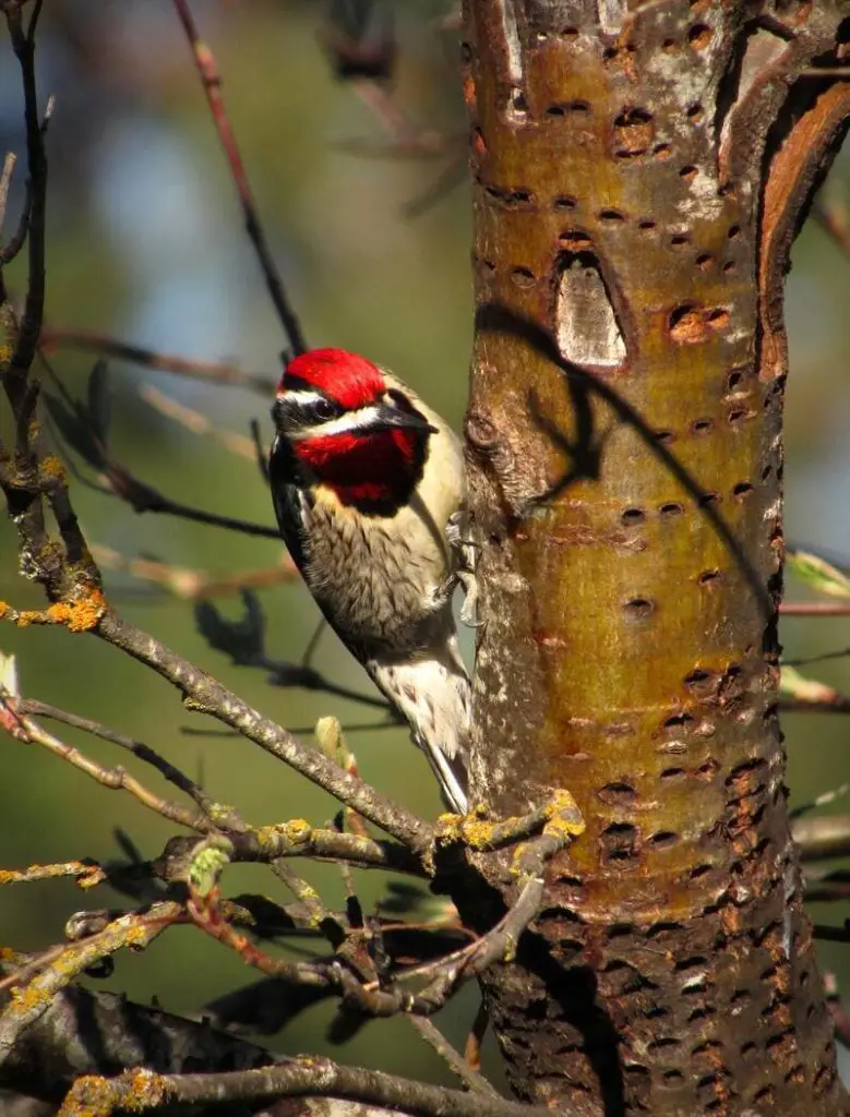 Red-naped Sapsucker