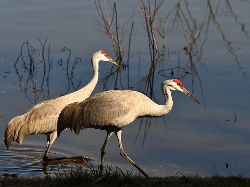 Do Sandhill Cranes Mate For Life?