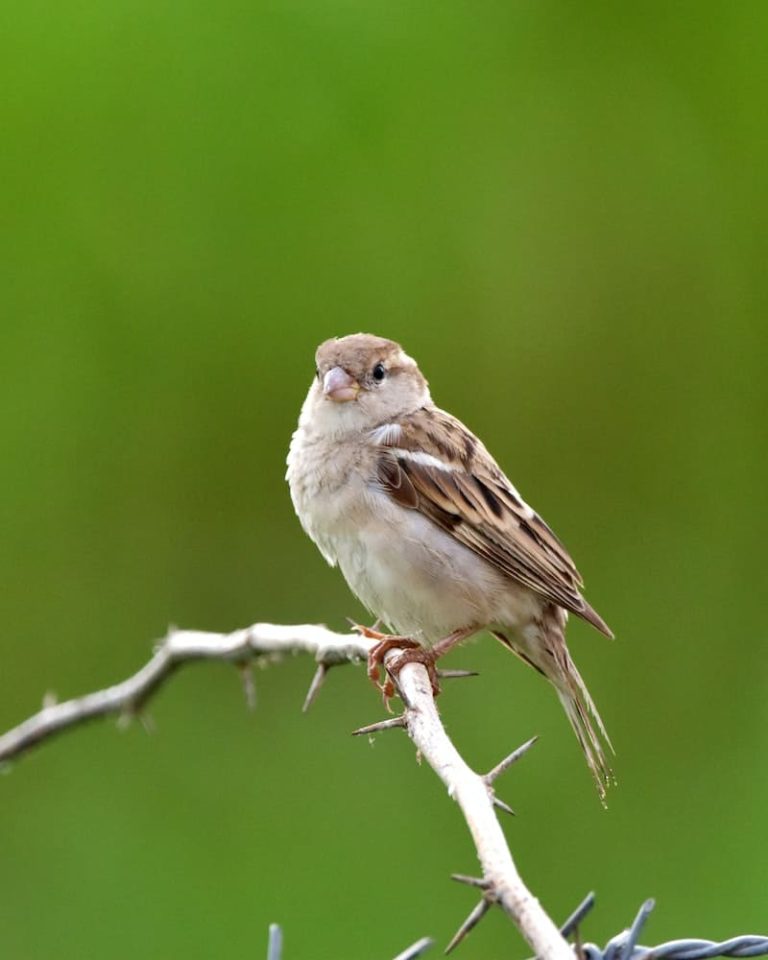 What Time Do Birds Wake Up [Surprising Facts Revealed]