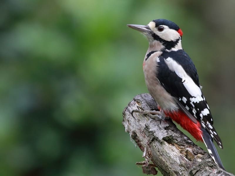 Woodpeckers In Texas