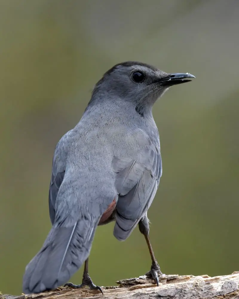 Gray Catbird