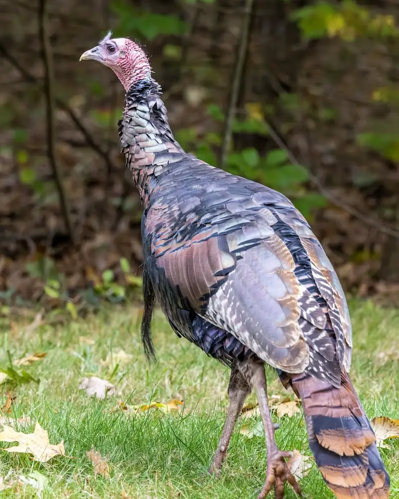 turkey in the garden