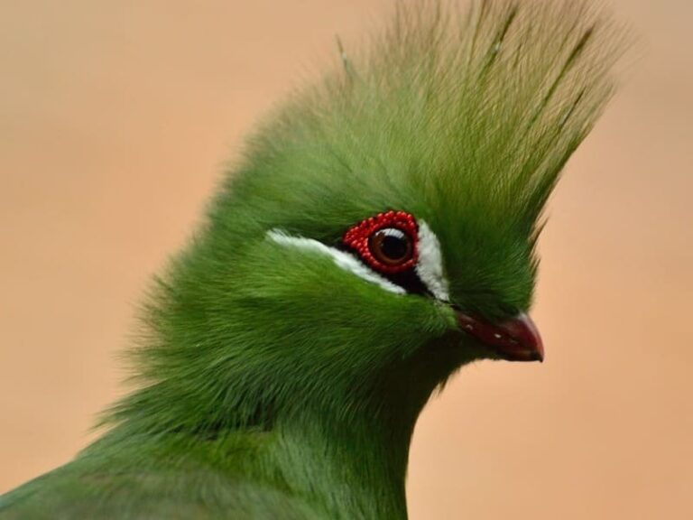 11 Bird With Green Feathers