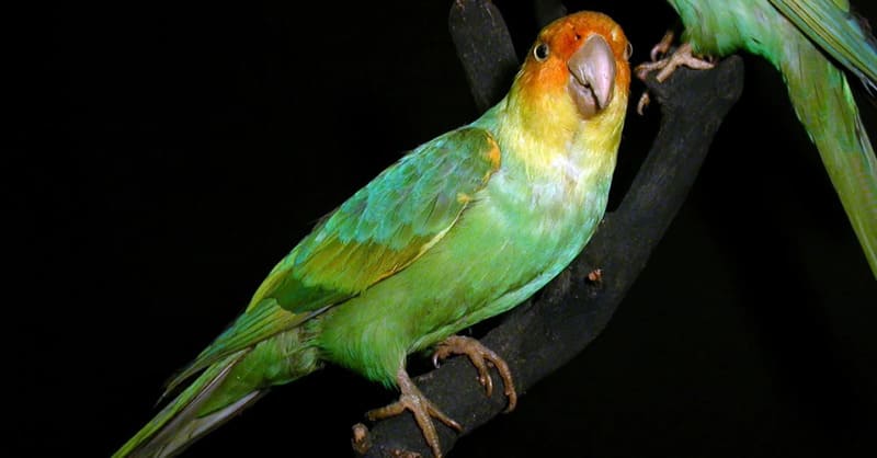 Bird With Green Feathers - cópia