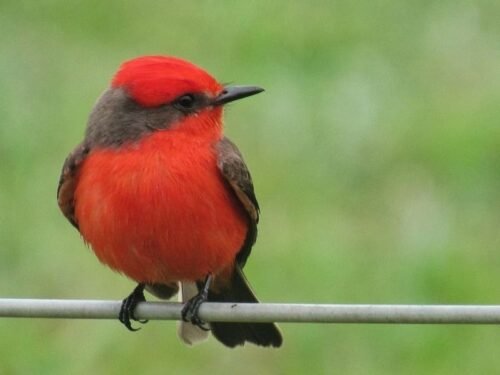 19 Bird With Red Head | 19 Beautiful Birds with photos!