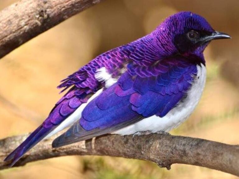 12 Birds With Purple Feathers