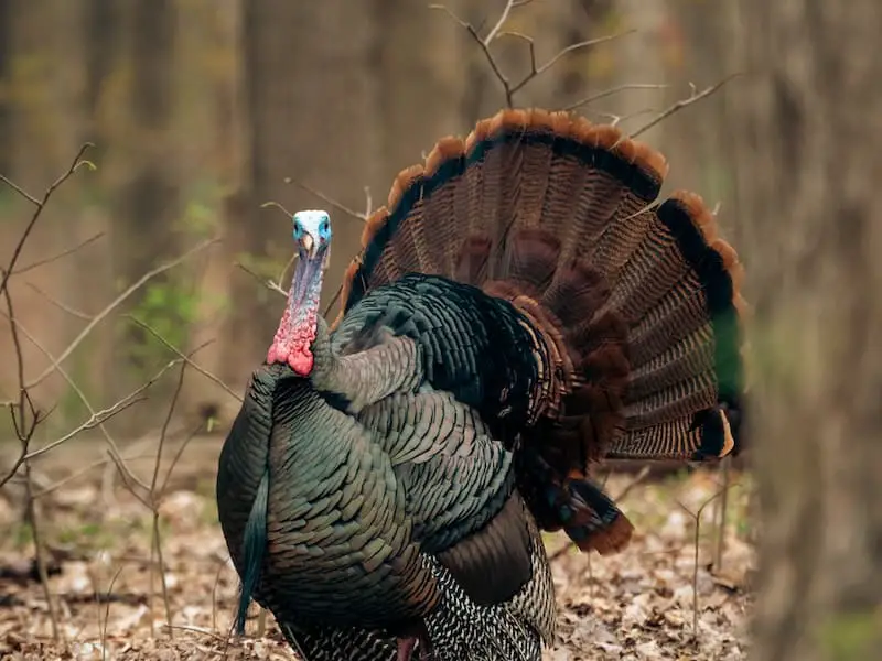 Can Turkeys Fly You Need To Know This Birdieexpert 