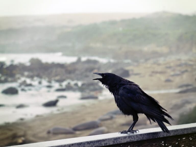 Can You Teach A Crow To Talk? 