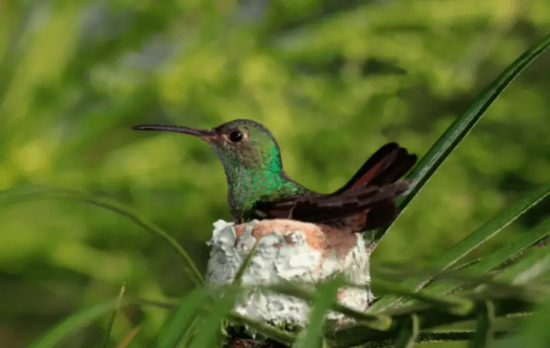 hummingbird in the niche hatching eggs