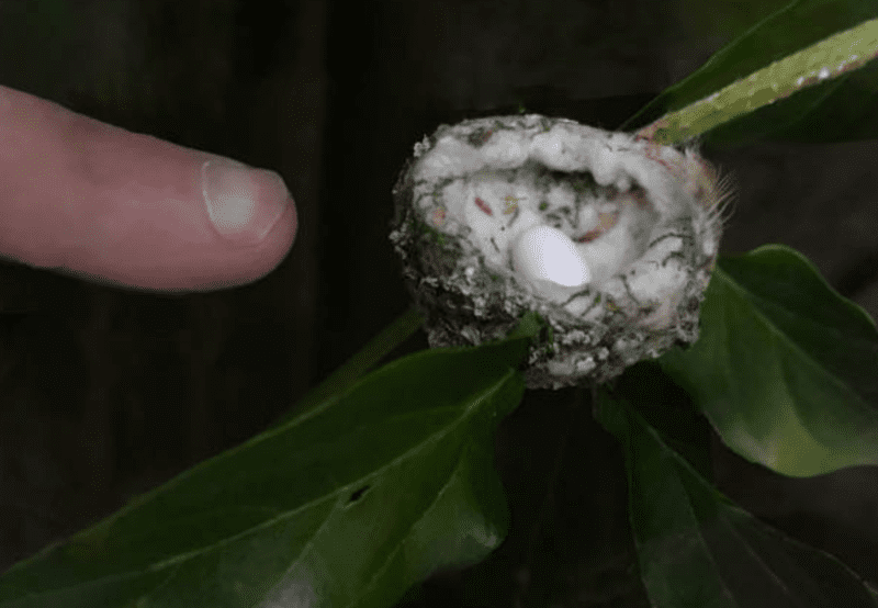 Size of eggs and hummingbird
