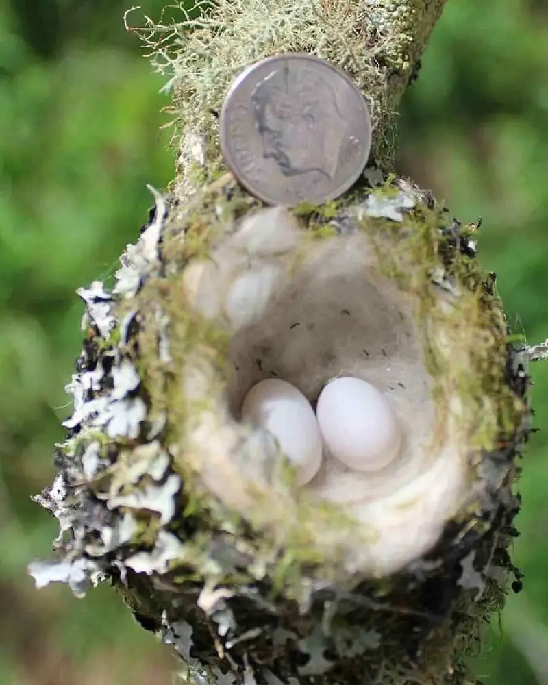 How Many Eggs Do Hummingbird Lay? - [Answered With Picture]