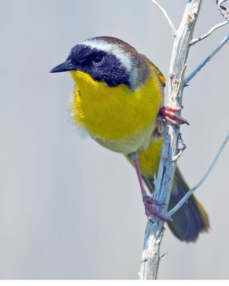 What Does It Mean When You See A Yellow Bird? ((Answered))