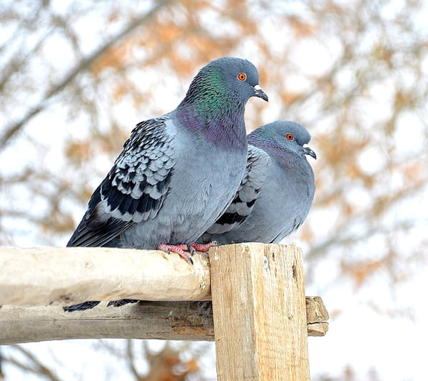 Determining Pigeon Gender