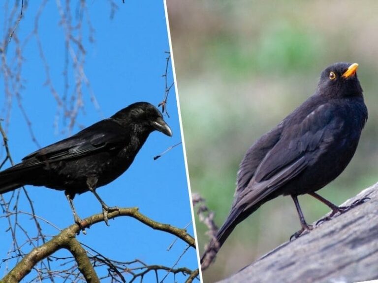 9 Differences Between Blackbird And Crow (with Photos)